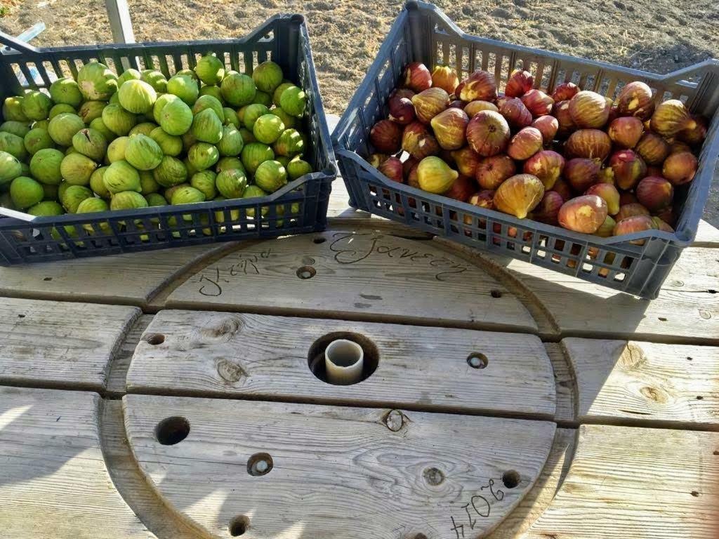 Ktima Tzaneti Tatil Evi *