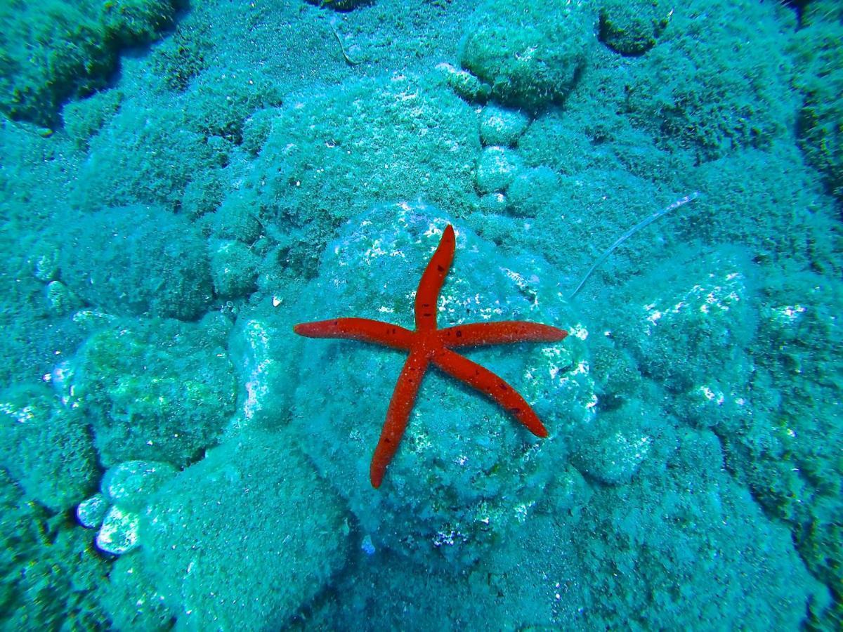 Ktima Tzaneti Lachania (Rhodes)